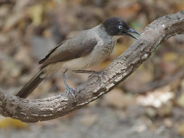 <h3><a href="/trips/gambia/biota/animalia/chordata/aves/040 passeriformes/091 leiothrichidae/turdoides reinwardtii/turdoides reinwardtii-nl.html">Turdoides&nbsp;reinwardtii</a> / Blackcap&nbsp;babbler / Zwartkapbabbelaar</h3>OM-1 Mark II met OLYMPUS M.150-400mm F4.5, 1/2000 sec  bij F4.5, ISO 8000, afstand 11.1&nbsp;m